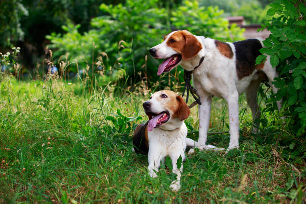 istock Dog breed Anglo-Russian Hound 1160584714