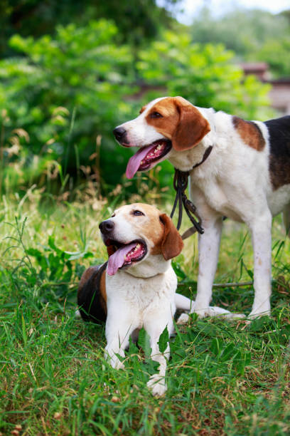 istock Dog breed Anglo-Russian Hound 1160584765