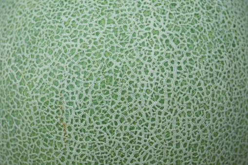 Close up skin of cantaloupe melon for the background and texture