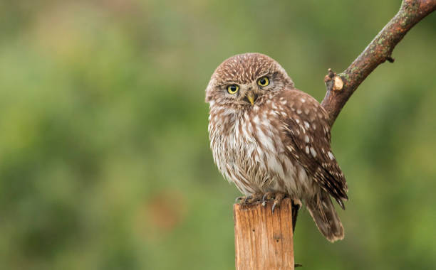 istock Little Owl sitting in nest area 1160584802