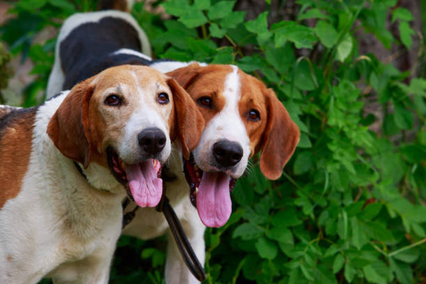istock Dog breed Anglo-Russian Hound 1160584817