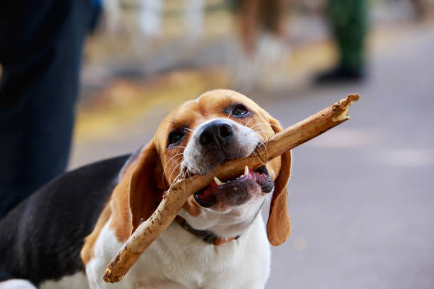 The dog breed American Foxhound nibbles a stick