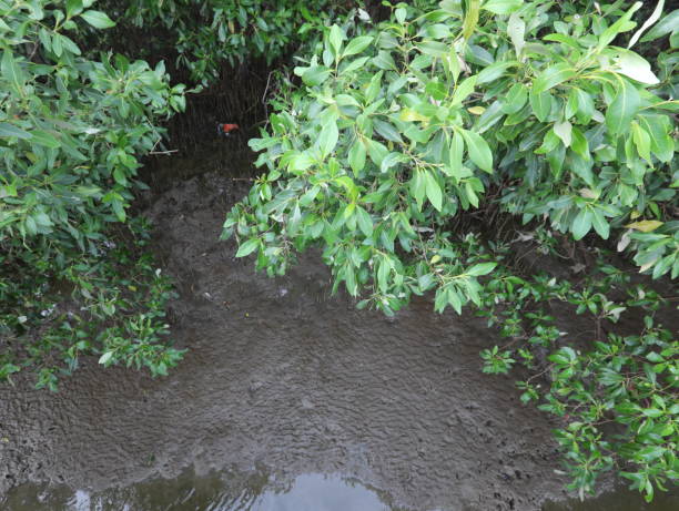 istock Mangrove tree,Mangrove swamp at Bangladesh. 1160585708