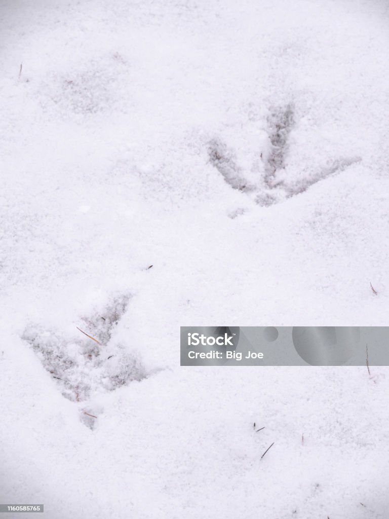 A closeup view of animal footprints or tracks belonging to a chicken or rooster in fresh white snow blanketing the ground in Wisconsin in winter season. Chicken - Bird Stock Photo