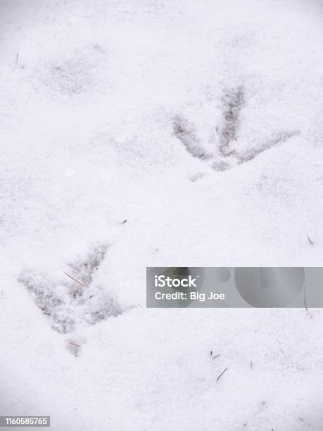 A Closeup View Of Animal Footprints Or Tracks Belonging To A Chicken Or Rooster In Fresh White Snow Blanketing The Ground In Wisconsin In Winter Season Stock Photo - Download Image Now