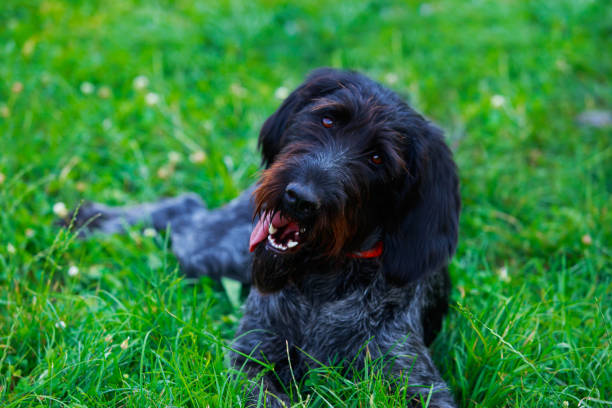 istock Dog breed wire hair 1160585854