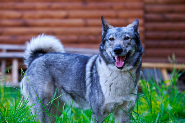 istock Dog breed West Siberian Laika 1160585966