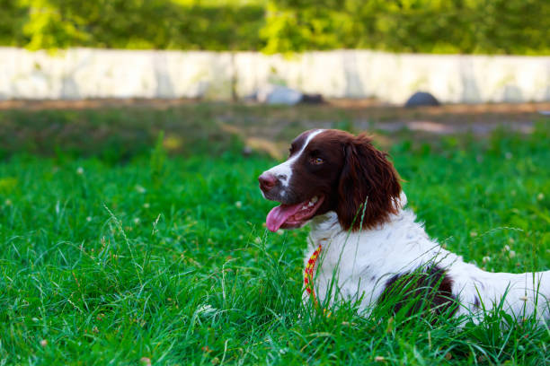 istock Dog breed English Springer Spaniel 1160585967