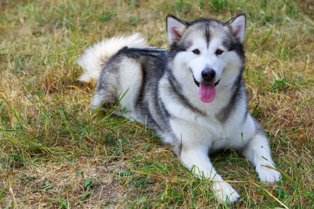 istock Dog breed Alaskan malamute 1160585981
