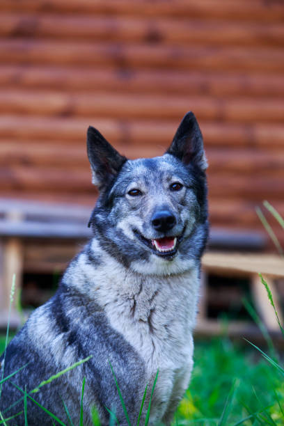 istock Dog breed West Siberian Laika 1160586073