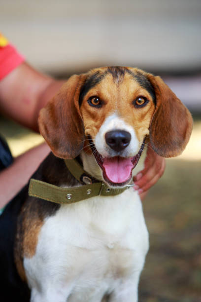 istock The dog breed American Foxhound 1160586083