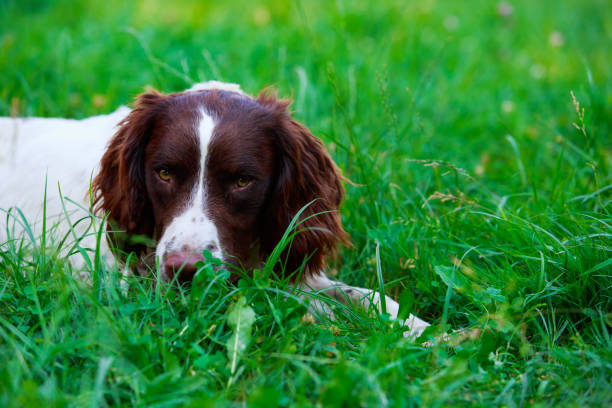 istock Dog breed English Springer Spaniel 1160586743