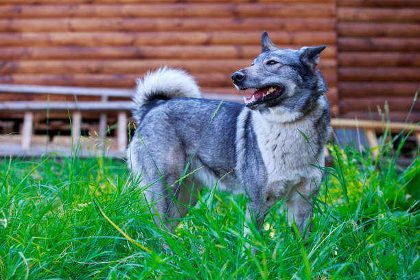 istock Dog breed West Siberian Laika 1160586806