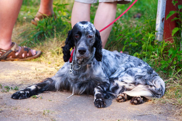 istock Dog breed English Setter 1160586852