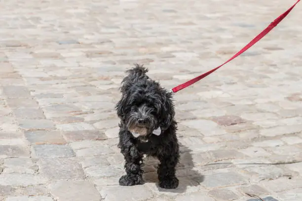 A small black Schnoodle on a red leash, Germany