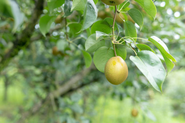 istock Organic pears on a tree branch in the sun 1160587246