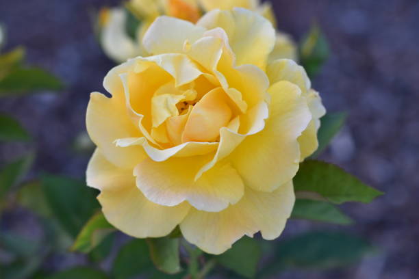 istock Soft Yellow and Cream Roses 1160587271