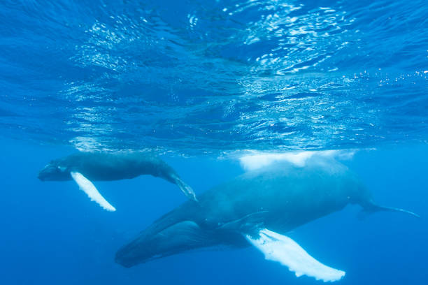 istock Humpback Whales at Surface of Sea 1160587825