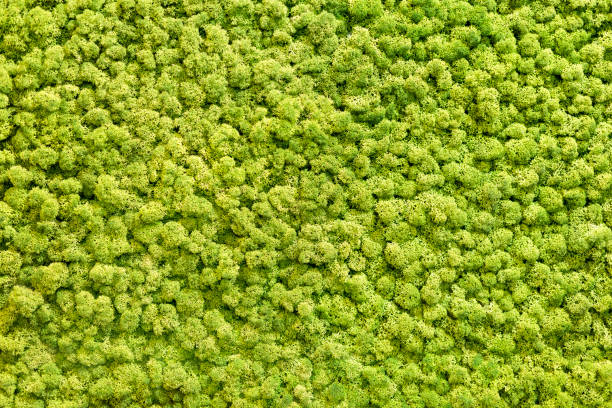istock Artificial green moss wall for garden decor. Moss Background Texture 1160588026