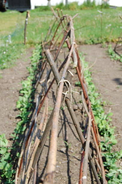 istock A tripod for the peas to climb on made from branches. 1160588295