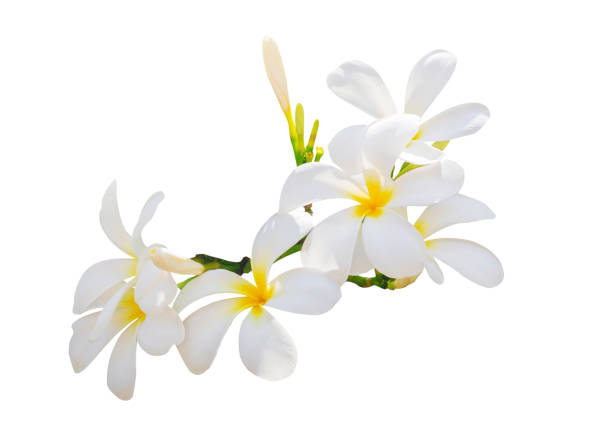 istock Plumeria flower 1160588307
