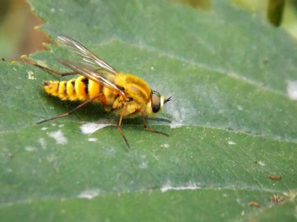 istock small yellow insect on the sheet 1160589826