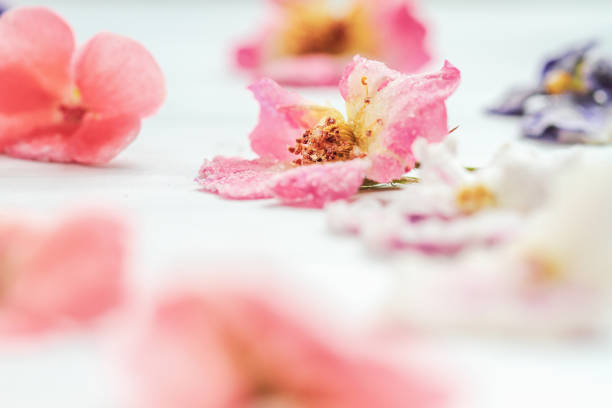 istock Homemade sugared or crystallized edible flowers 1160589913