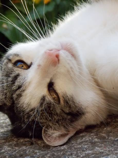 istock The cat is on the concrete 1160590554