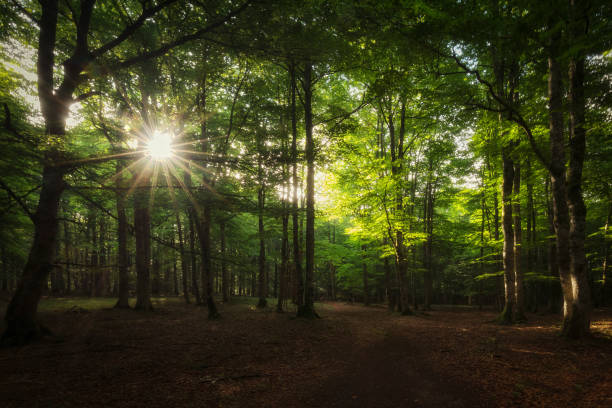 istock Sun rays between the trees in Urbasa forest, Navarra 1160593018