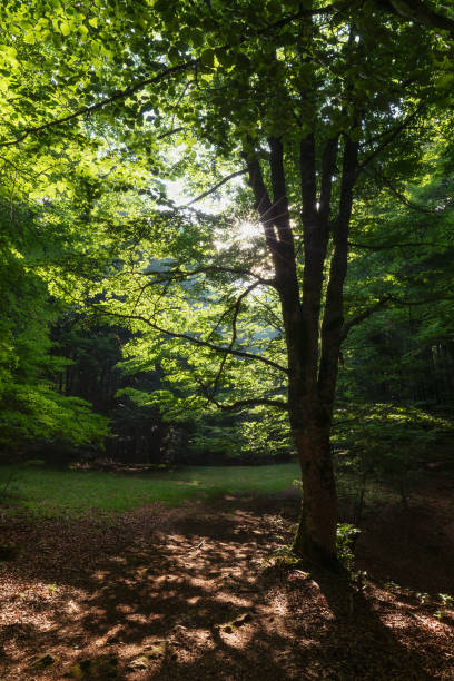 istock Sun rays between the trees in Urbasa forest, Navarra 1160593038