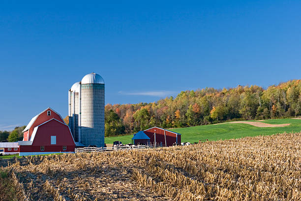 Generic looking colonial style dairy farm in New England, America