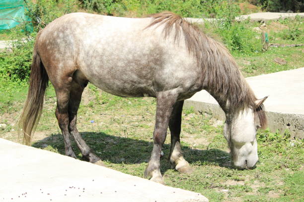 Mountain Horse eating Grass
