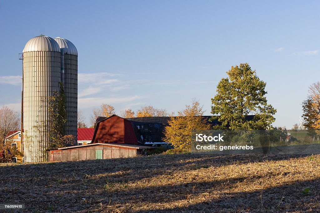 Dairy Farm with Red Barn in Autumn Dairy Farm in New York State in the evening in autumn with field. Agricultural Field Stock Photo