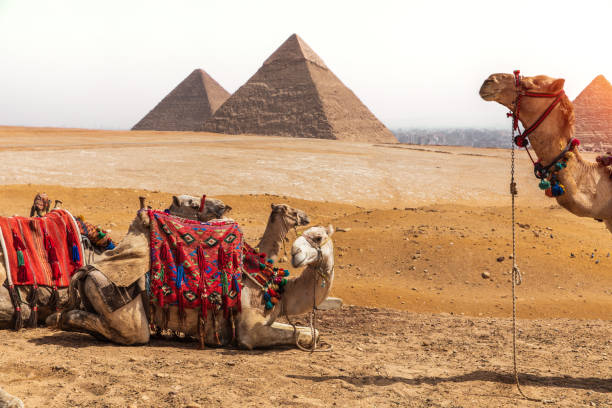 istock Camels and the Pyramids, Giza desert, Egypt 1160594326