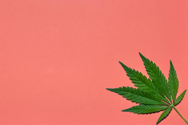 Hemp or cannabis leaves bright background. Top view, flat lay. Template or mock up.