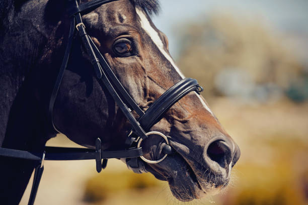 istock The muzzle is sports brown stallion in the bridle. 1160595592