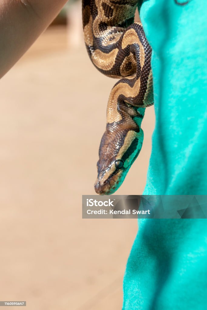 Ball Python Head Reference A Ball Python Head Stock Photo - Download Image Now - Animal, Animal ...