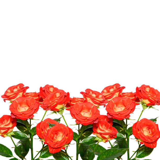 istock Roses isolated on vhite background. Copy space. 1160595862