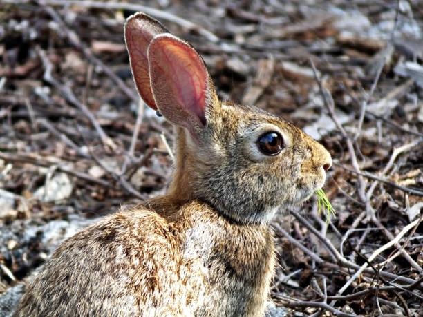 istock Eastern Cottontail Rabbit (Sylvilagus floridanus) eating grass 1160595912