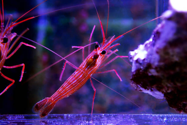 istock Monaco Peppermint Shrimp - Lysmata seticaudata 1160596757