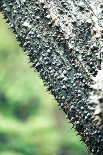 pochote tree close-up with large spines, costa rica.