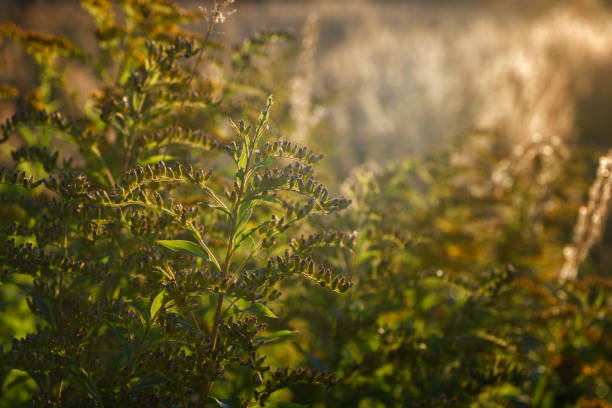 istock Close up grass in field with sunrise background 1160598958