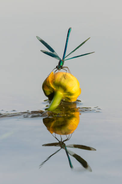 Landing banded demoiselle