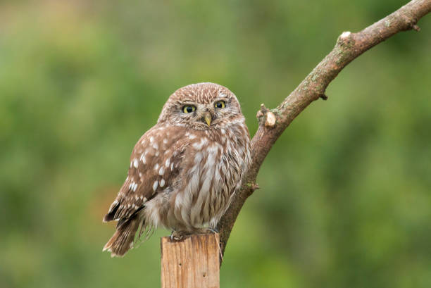 istock Little Owl sitting in nest area 1160599267