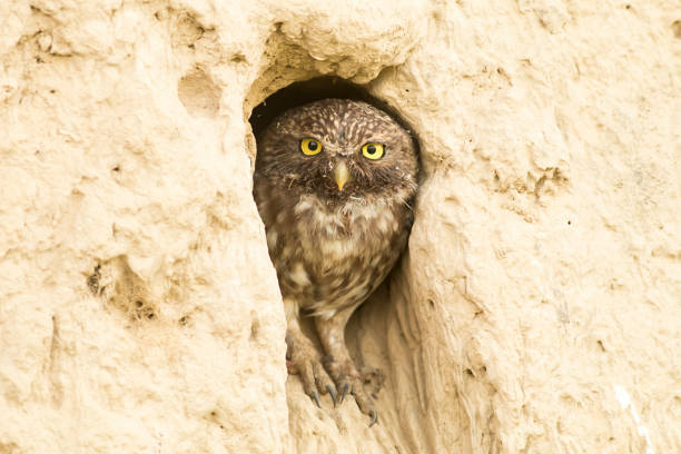 istock Little Owl sitting in nest area 1160600570
