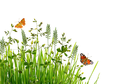 Wild green grass and butterflies isolated on white background