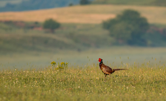 Pheasant sitting on rural area