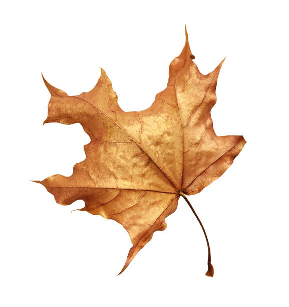 istock Dry autumn maple leaf painted with gold 1160601131