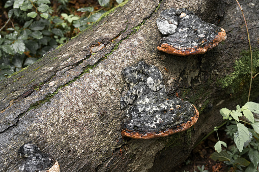 Polypores or bracket fungi growing on a tree in Bieszczady Mountains, Poland.