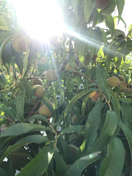 istock Apricot tree and green leaves 1160601481